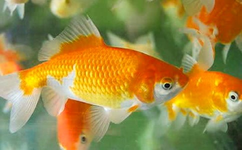 ��ѡ�������꼶������ƪ