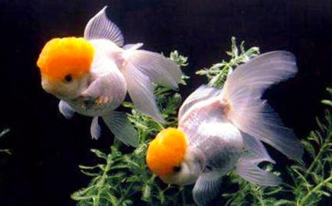 ��ѡ�������꼶����9ƪ