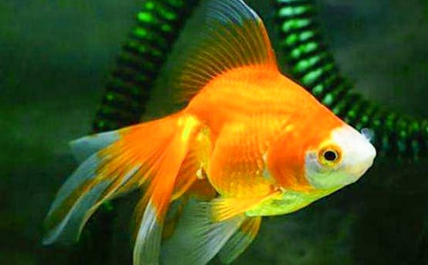 ����ѡ���������꼶����4ƪ