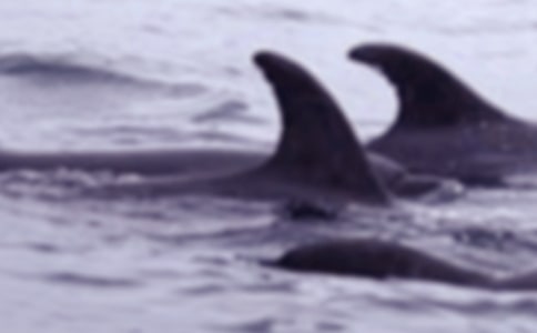 ���ھ��������300��4ƪ