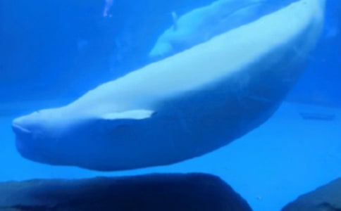 ��������300��4ƪ