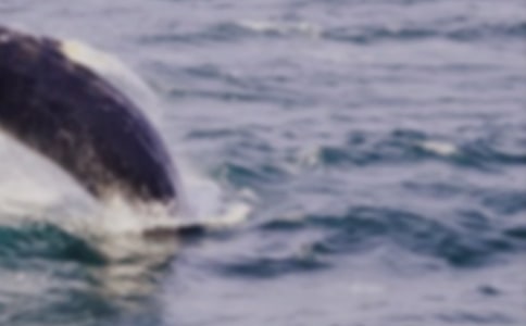 ��������300����ƪ