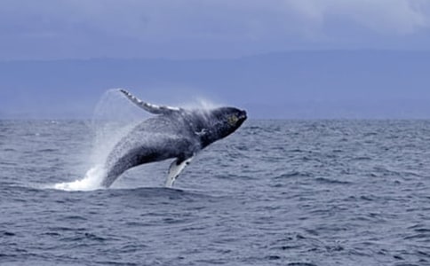 ��ѡ��������300�ֺϼ�5ƪ