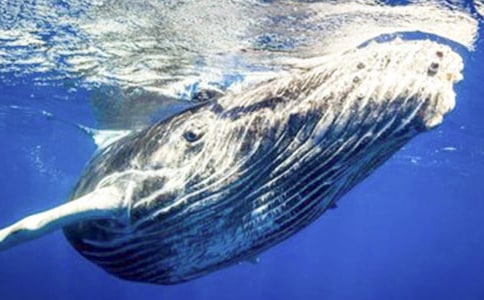 ��������300��6ƪ