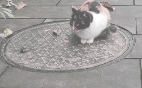 ��������300����ƪ