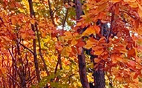 д��԰��ɫ������7ƪ