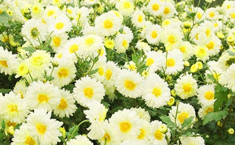 �Ұ�Ұ�ջ���ѡ����