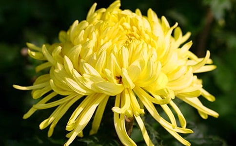 ��ѡ�ջ����꼶���ľ�ƪ