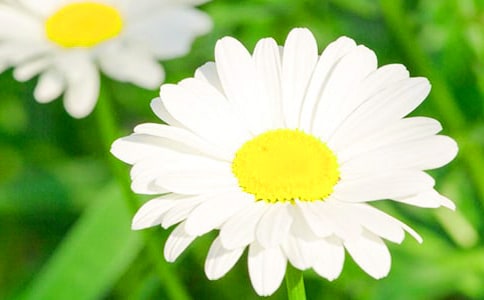 关于菊花状物作文集锦9篇