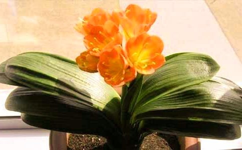 ��ѡ����������500��4ƪ