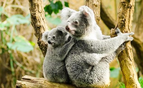 ��ѡ��������300����ƪ