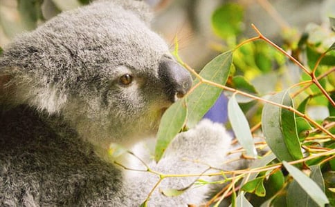 ��������300��3ƪ