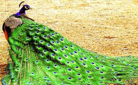 ��ѡ�����Ŀ�ȸ����300��3ƪ