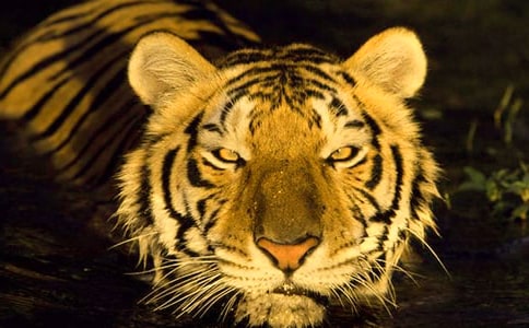 【精选】老虎的作文400字4篇