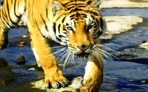 �ϻ�������300����ƪ