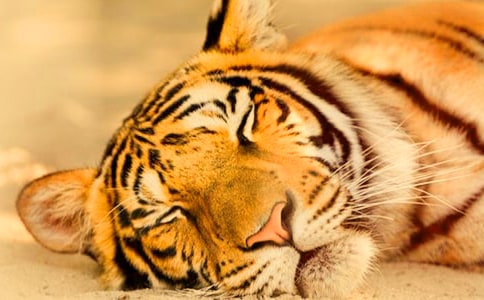 �ϻ��Ŀ�������300��5ƪ