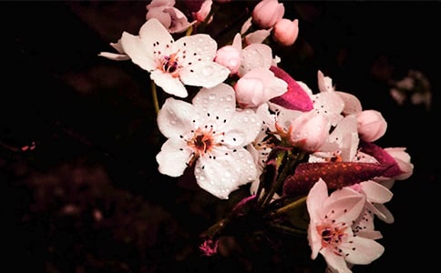 有关梨花作文600字5篇
