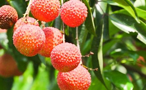 【精选】荔枝公园作文三篇