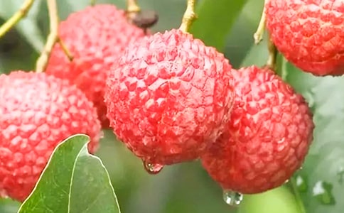 ������֦�����꼶����