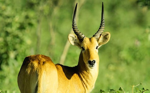 ������ľ�񡷶����