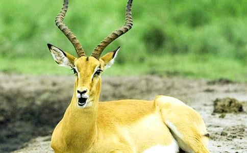 ����ľ��Ķ����