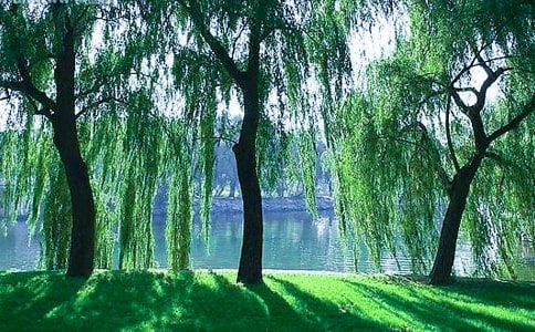 ʵ�õ��������꼶����8ƪ