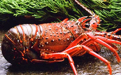 ׽��Ϻ����600����ƪ