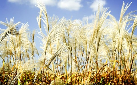 ���ߵ�«έ����600��