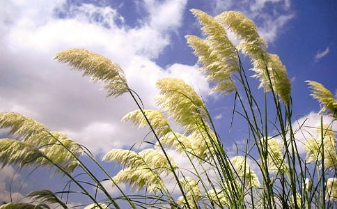 �����ţ�«έ������300��5ƪ