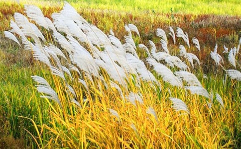 ʵ�õ�«έ������300��3ƪ