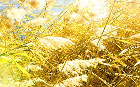 ����«έ������300�֣�ͨ��18ƪ��