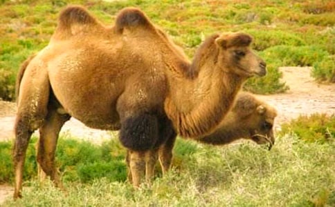 关于骆驼作文500字锦集六篇