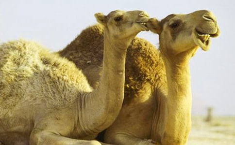 骆驼作文500字五篇