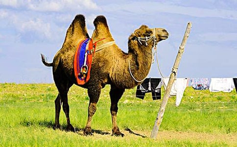 骆驼作文500字7篇