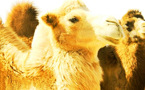 ���յ�����400��4ƪ�����š�