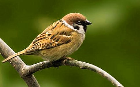 【精华】麻雀作文600字五篇