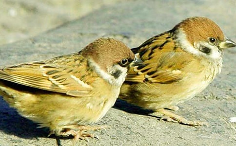 ��ʵ�á���ȸ������300����ƪ