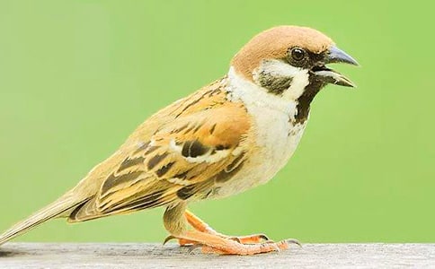 С��ȸ���꼶����