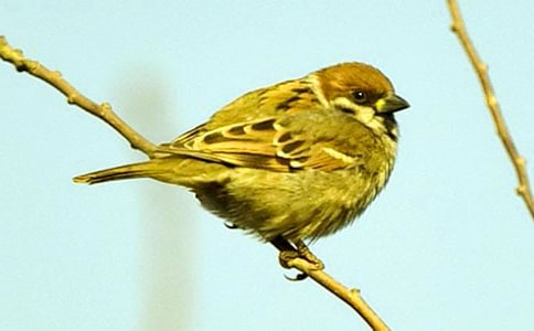 ��ȸ���꼶����