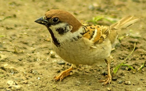 小麻雀作文600字四篇