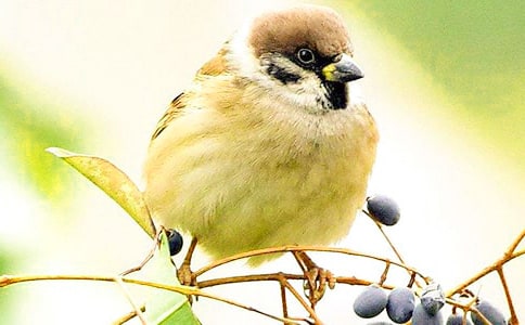 ��ȸ���꼶���Ļ����ƪ