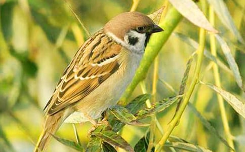 ���Ƽ�����ȸ������600����ƪ