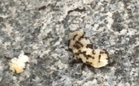 ����ѡ�����꼶�������Ļ��9ƪ