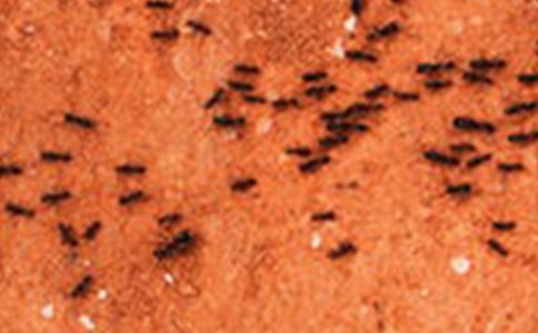 ��ѡ���꼶���Ϲ۲�����300��9ƪ