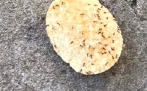 ��ѡ���꼶�۲��������Ļ��8ƪ