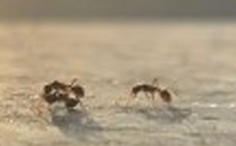 ������Ϊ�������꼶����700��