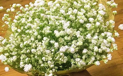 ���������꼶�����Ƽ�