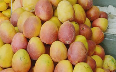 实用的芒果树的作文汇总10篇