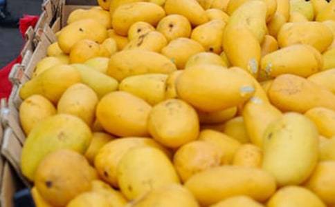 关于我喜欢芒果作文汇总4篇