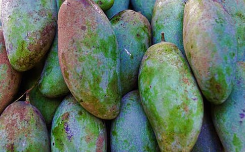 关于芒果树作文300字锦集十篇